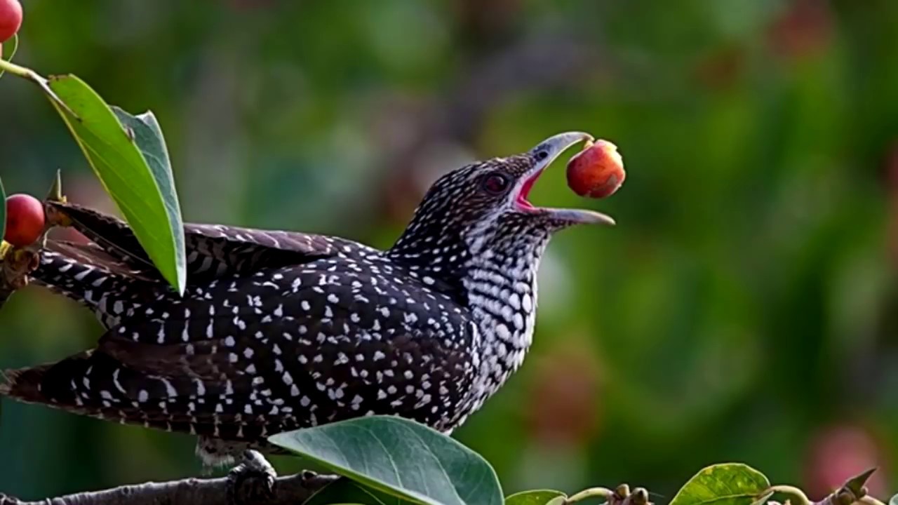 nằm mơ thấy chim tu hú