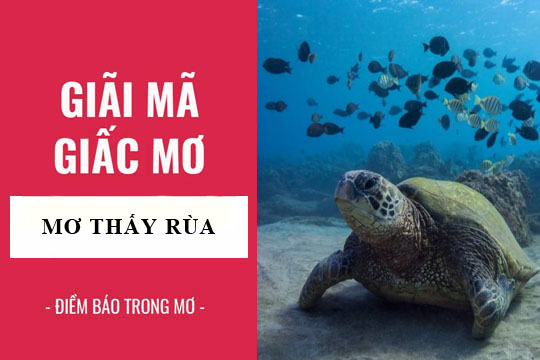 Giải mã giấc mơ thấy rùa